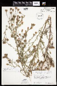Centaurea stoebe image