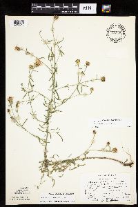 Centaurea stoebe image