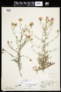 Centaurea stoebe image
