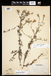 Centaurea stoebe image