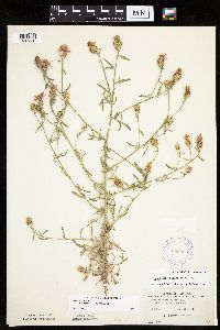 Centaurea stoebe image