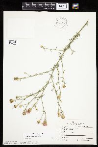 Centaurea stoebe image