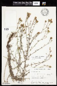 Centaurea stoebe image