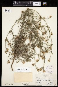 Centaurea stoebe image