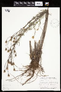 Centaurea stoebe image