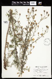 Centaurea stoebe image