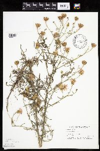 Centaurea stoebe image
