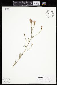 Centaurea stoebe image