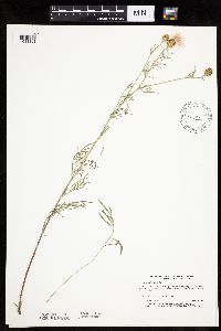 Centaurea stoebe image