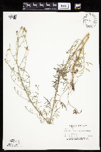 Centaurea stoebe image
