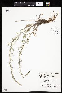 Centaurea stoebe image