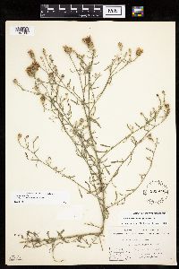 Centaurea stoebe image