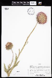 Carduus nutans image