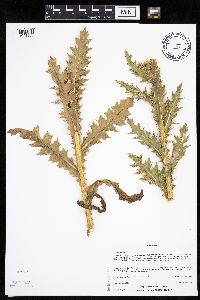 Carduus nutans image