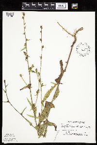 Cichorium intybus image