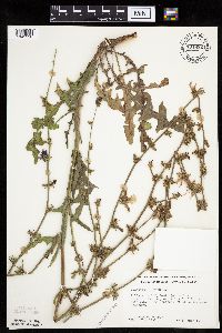 Cichorium intybus image