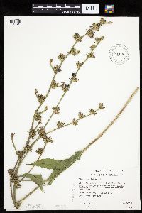 Cichorium intybus image