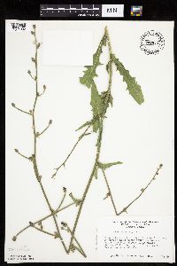 Cichorium intybus image