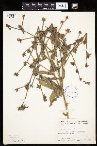 Cichorium intybus image