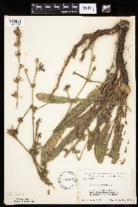 Cichorium intybus image