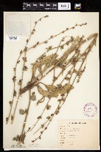 Cichorium intybus image