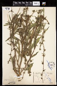 Cichorium intybus image