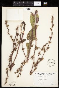 Cichorium intybus image