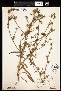 Cichorium intybus image