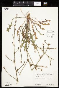 Cichorium intybus image