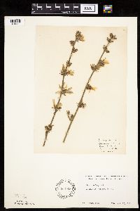 Cichorium intybus image