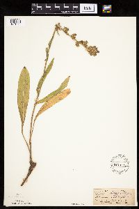 Cichorium intybus image