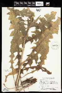 Cichorium intybus image