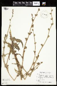 Cichorium intybus image