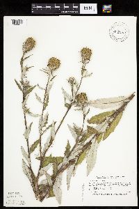 Cirsium altissimum image