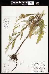 Cirsium altissimum image