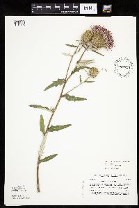 Cirsium altissimum image