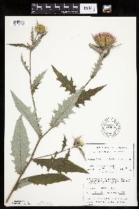 Cirsium altissimum image