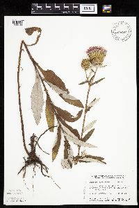 Cirsium altissimum image