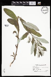 Cirsium altissimum image