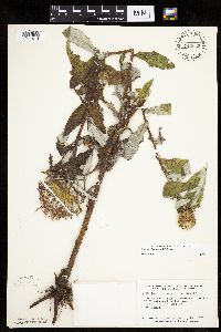 Cirsium altissimum image