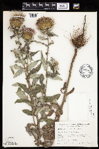 Cirsium altissimum image