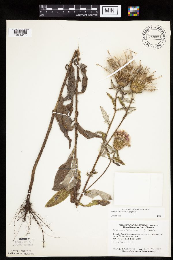 Cirsium altissimum image