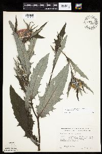 Cirsium altissimum image