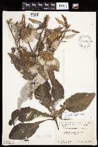 Cirsium altissimum image