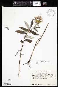 Cirsium altissimum image