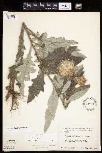 Cirsium altissimum image
