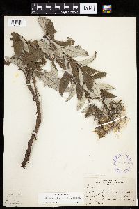 Cirsium altissimum image