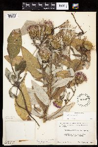 Cirsium altissimum image