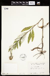 Cirsium altissimum image