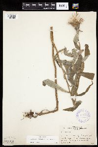 Cirsium altissimum image